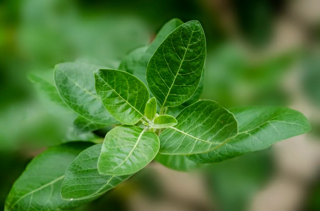 Comparatif des meilleurs compléments d'ashwagandha